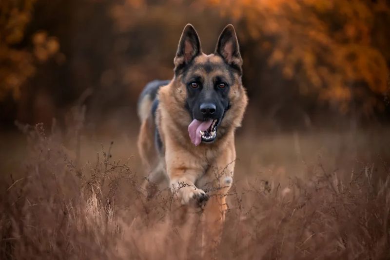 German Shepherd