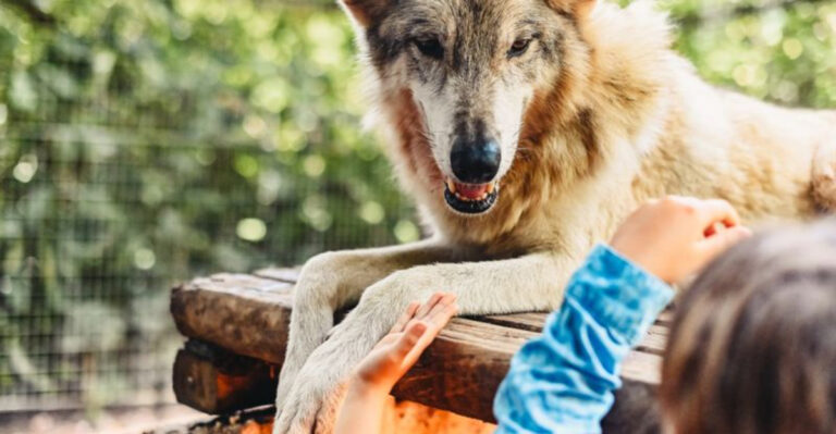 15 Dog Breeds That Can Turn On Their Owners Without Proper Training