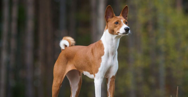 15 Dog Breeds That Don’t Make The Best Pets