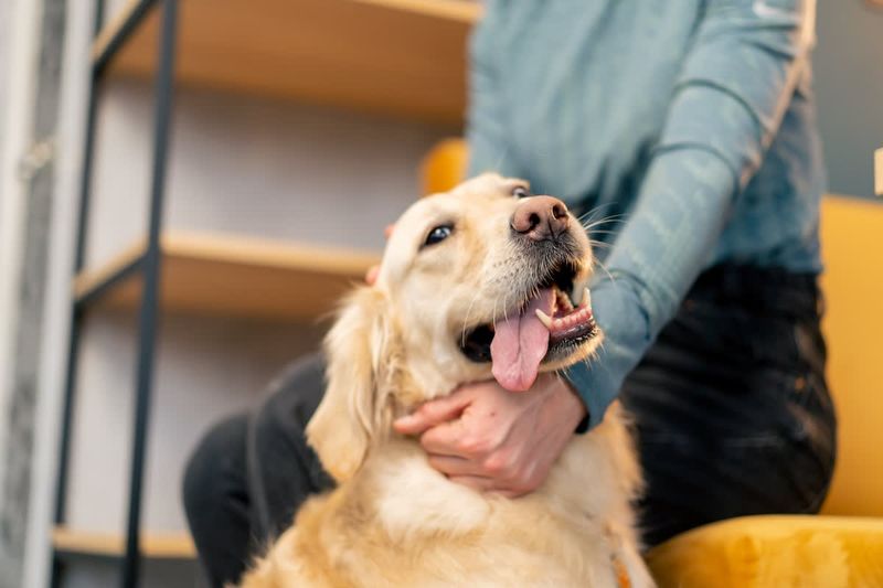 Golden Retrievers: The Masters Of Heartfelt Connection