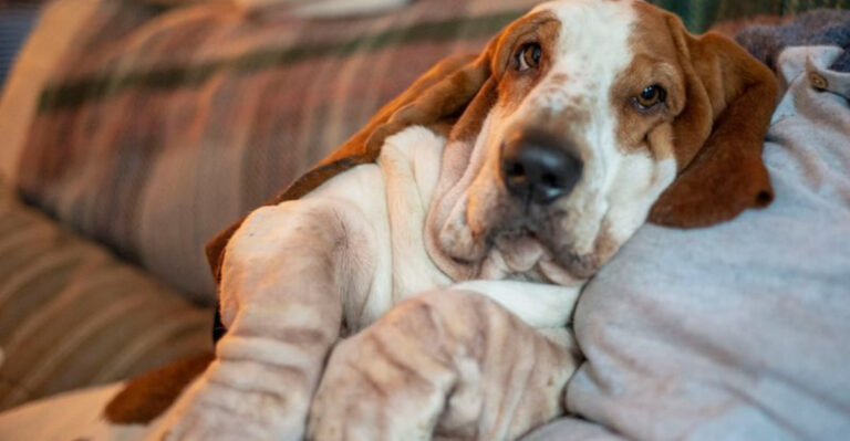 15 Dog Breeds That Love Snuggling Up With You At Night