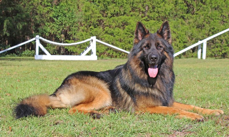 German Shepherd – The Intense Loyalist