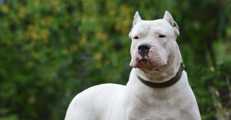 15 Dog Breeds That Might Be Too Protective For First-Time Dog Owners