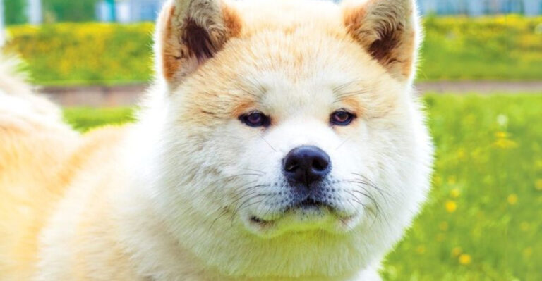 15 Dog Breeds That Require An Owner Who Is Experienced With Them