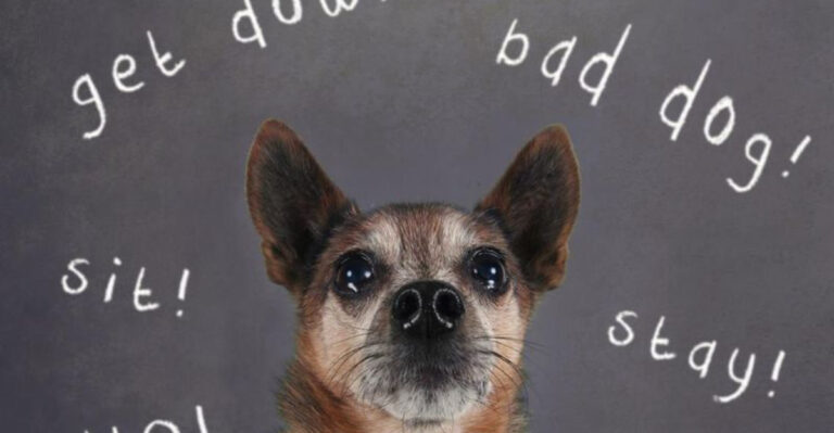 15 Everyday Habits Driving Your Dog Up The Wall