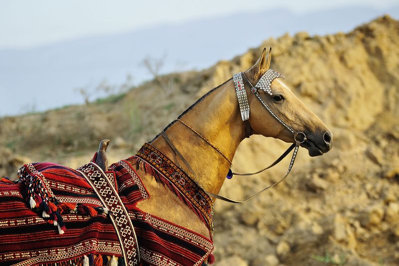 Akhal-Teke