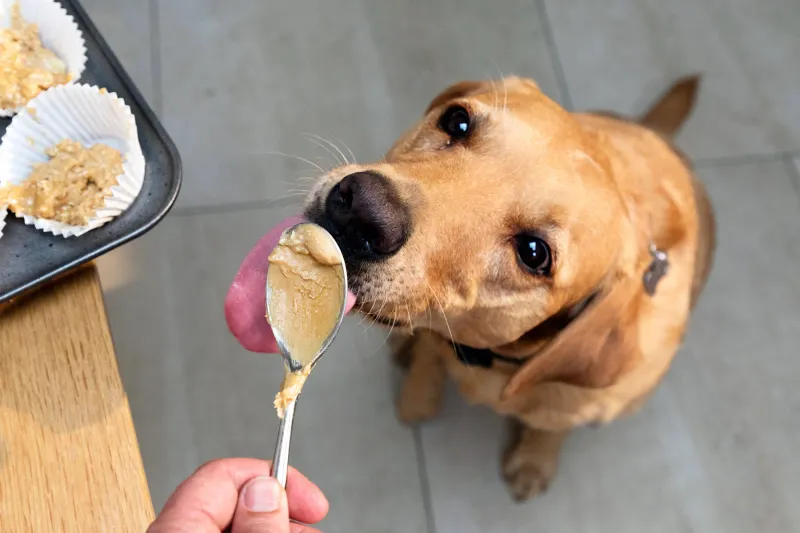 Peanut Butter Paradise