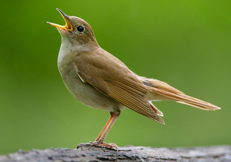 The Nightingale's Secret Serenade