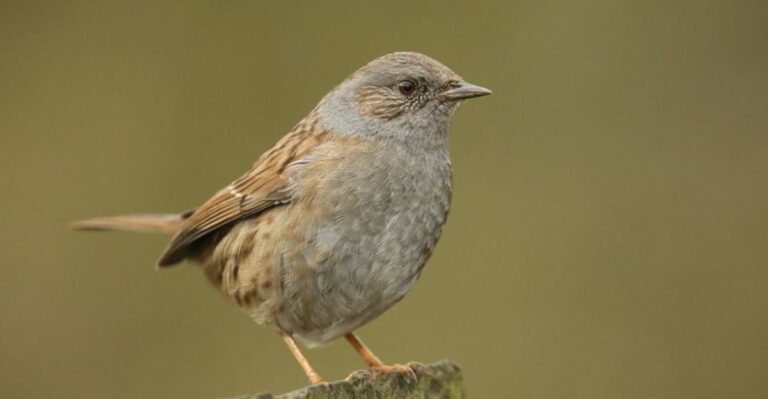 15 Lovely Birds With Brown Feathers