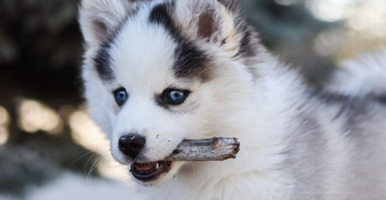 15 ‘Mutts’ So Adorable You’ll Wonder Why Anyone Pays For Purebreds