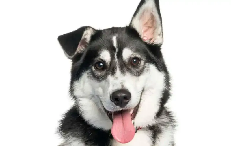 The Labsky (Labrador-Husky Mix)