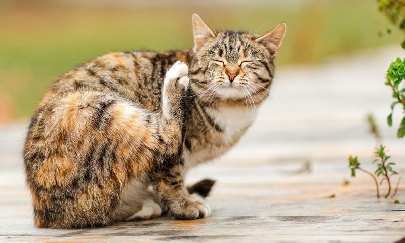 Skipping Regular Flea And Tick Prevention