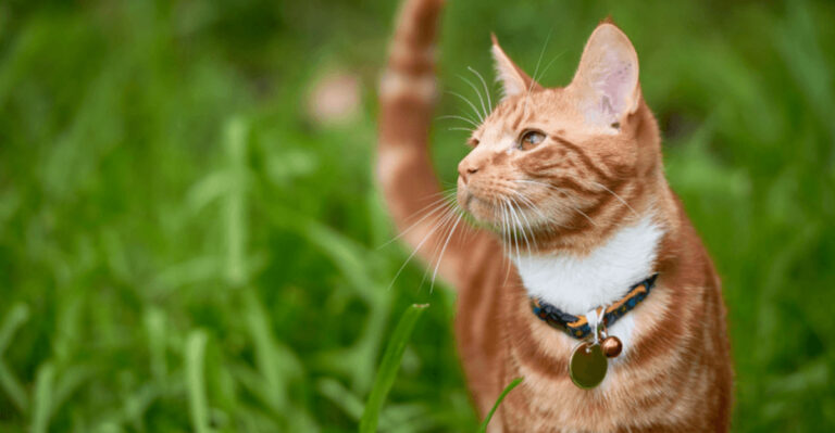 15 Outdoor Cat Care Mistakes You’ll Want To Avoid At All Costs