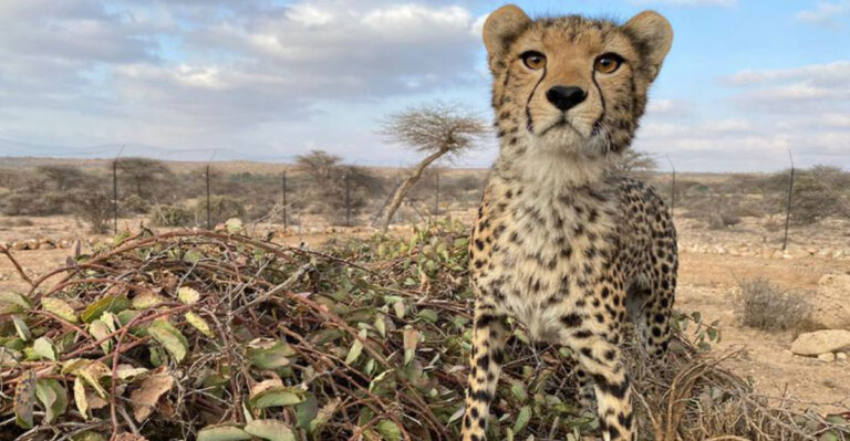 15 Reasons Cheetah Populations Are Declining Faster Than Ever