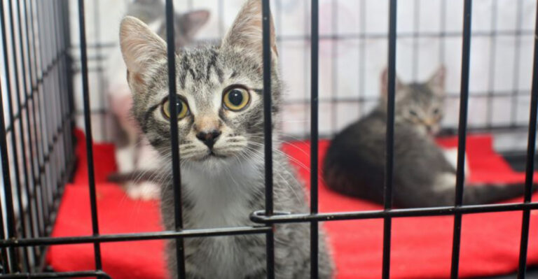 15 Reasons Some Cats Stay In Shelters Longer Than Others