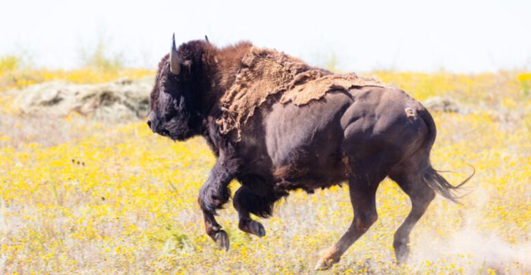 15 Reasons Why Bison Still Roam Free In This Protected Landscape