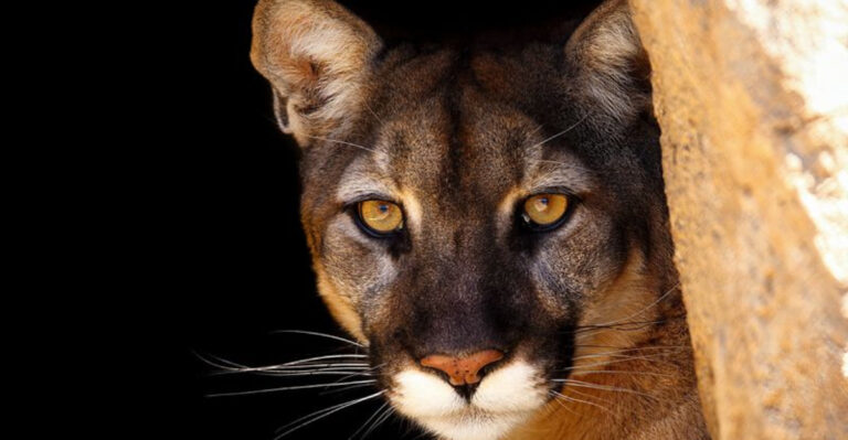 15 Signs A Mountain Lion Is Nearby And How To Stay Safe