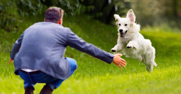15 Signs Your Dog Thinks You’re Their Whole World