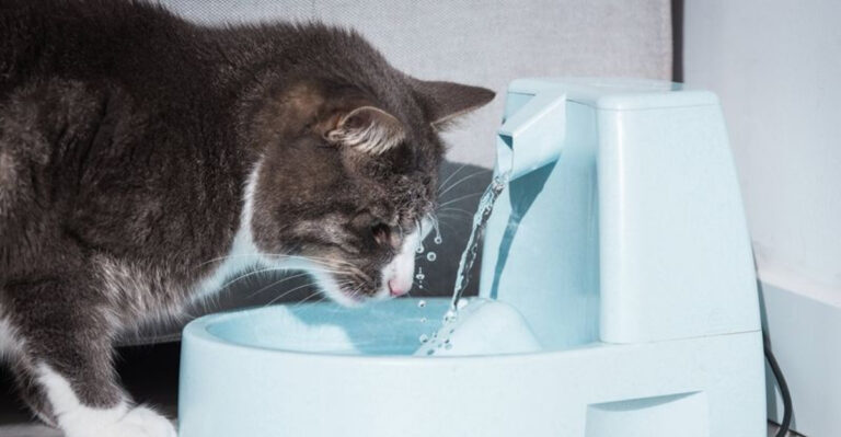 15 Steps To Keep Your Cat Hydrated During Summer