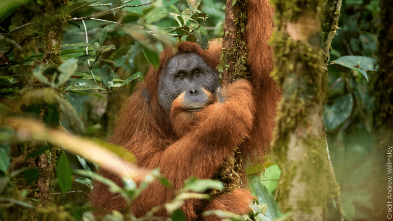Tapanuli Orangutan