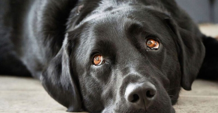 15 Subtle Signs Your Dog’s Not Happy At Home And How To Help