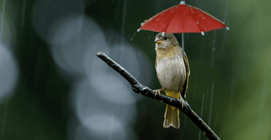 15 Tips For Taking Care Of Wild Birds