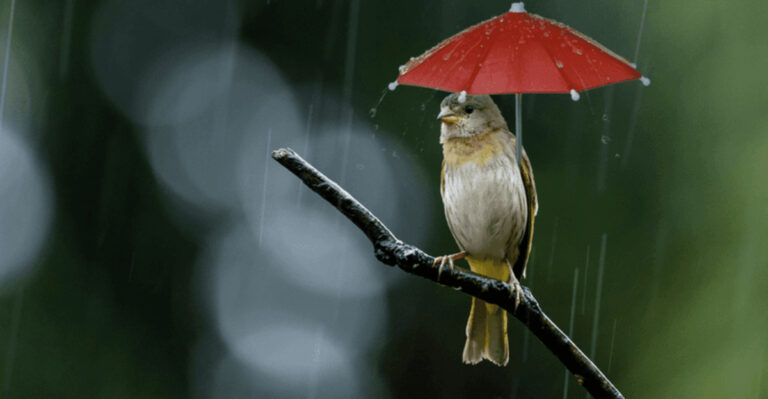 15 Tips For Taking Care Of Wild Birds