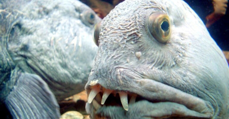 15 Ugly Ocean Animals That Are Incredibly Important To The Planet