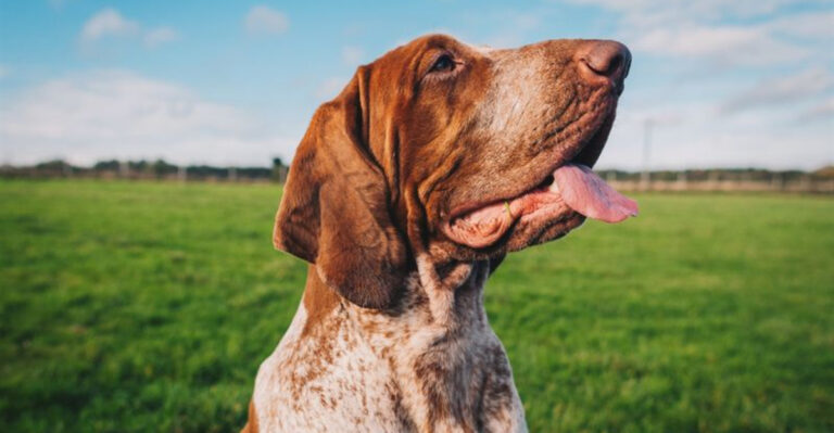 15 Under-the-Radar Dogs That Could Quickly Become Your New Favorite