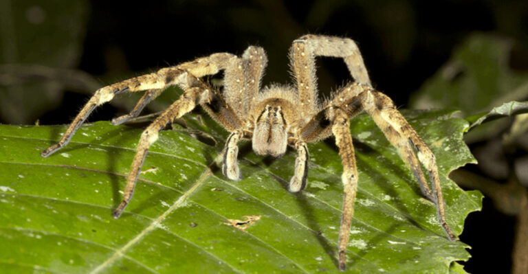 15 Unexpected Things Spiders Actually Eat