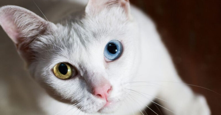 15 Unique Cat Breeds You Won’t See On The Street