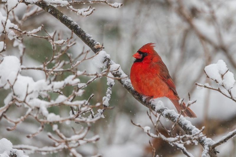Northern Cardinal