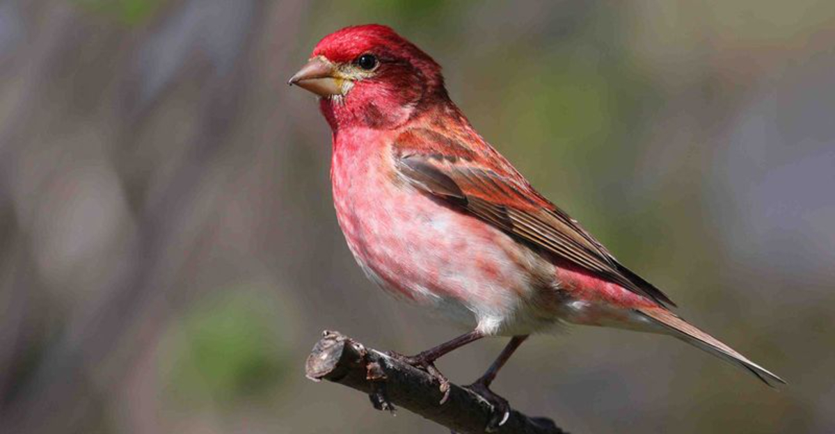 15 Unusually Colored Birds You Might See In Your Backyard
