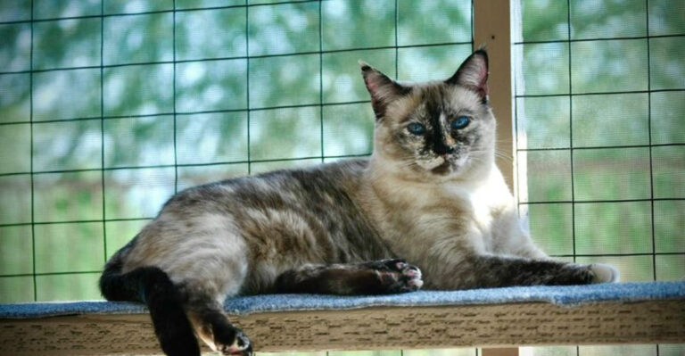 15 Ways To Create The Perfect Catio For Your Cat