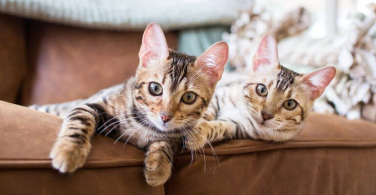 15 Ways To Know When It's Time To Add Another Cat