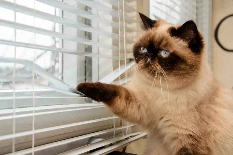 Your Current Cat Seems Lonely
