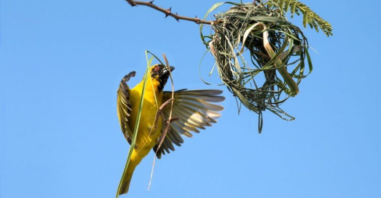 16 Animals That Build Their Own Homes From Scratch
