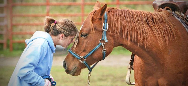 Therapy Horses