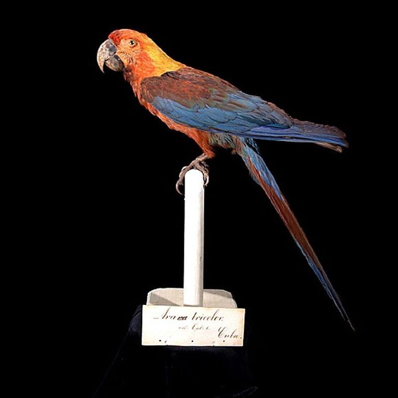 Cuban Red Macaw: Once A Symbol