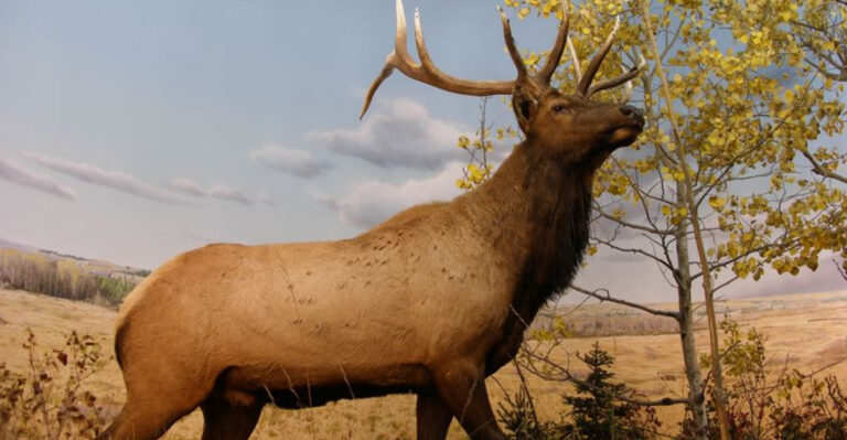 16 Iconic Animals Once Native To America That Are Now Extinct