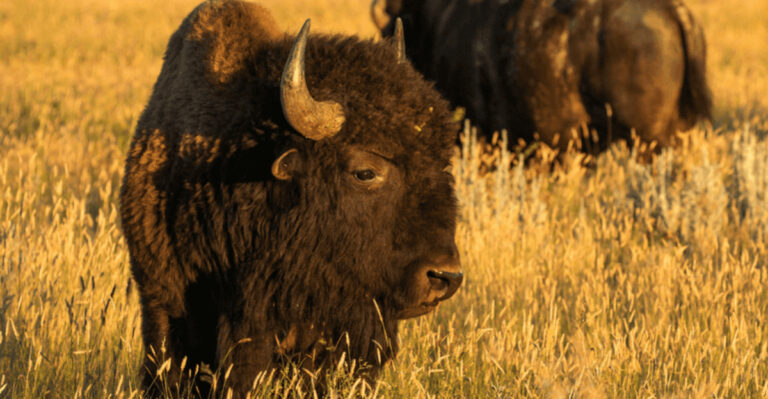 16 Surprising Things That Happen When Bison Return To Their Historic U.S. Range