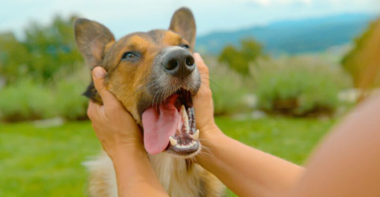 16 Things Dogs Do When They Form A Special Bond With Their Owners