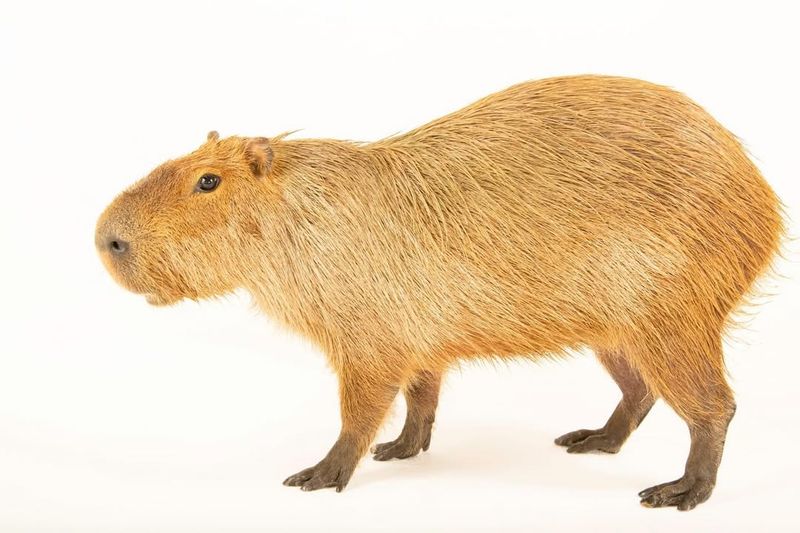Capybara