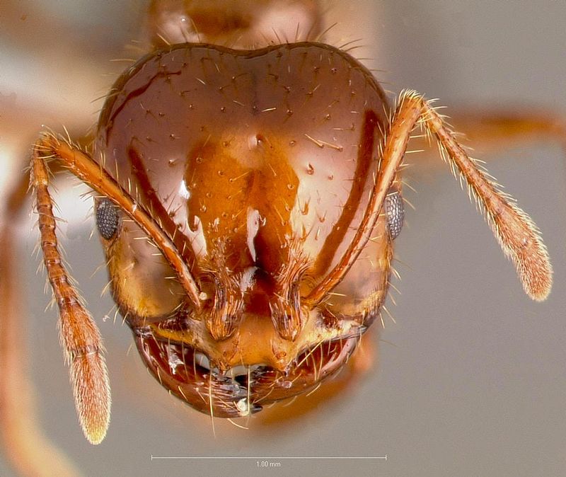 Red Imported Fire Ant