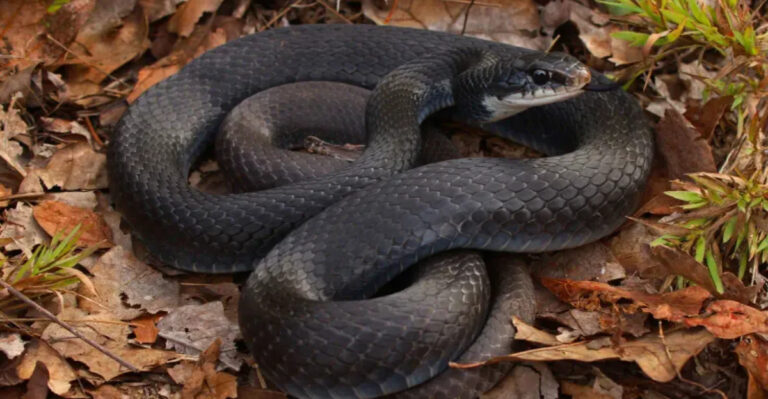 16 Venomous Animals Of The Deep South You Need To Avoid