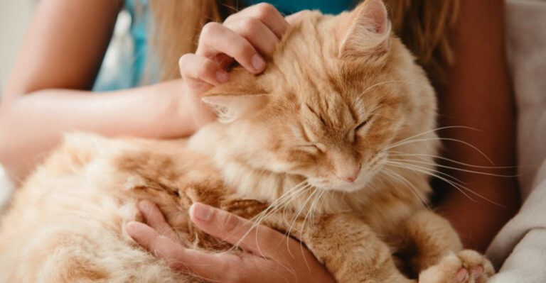 16 Ways Cats Seek Out Comfort After They’ve Been Scared
