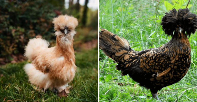 17 Chickens With The Most Colorful Feathers