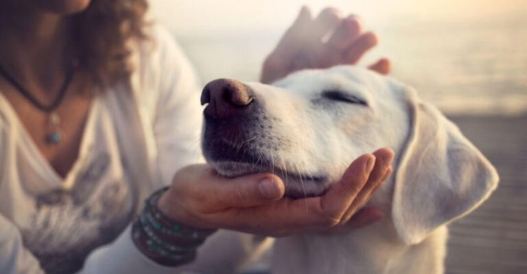 17 Comforting Thoughts On What Happens To Dogs After They Pass Away