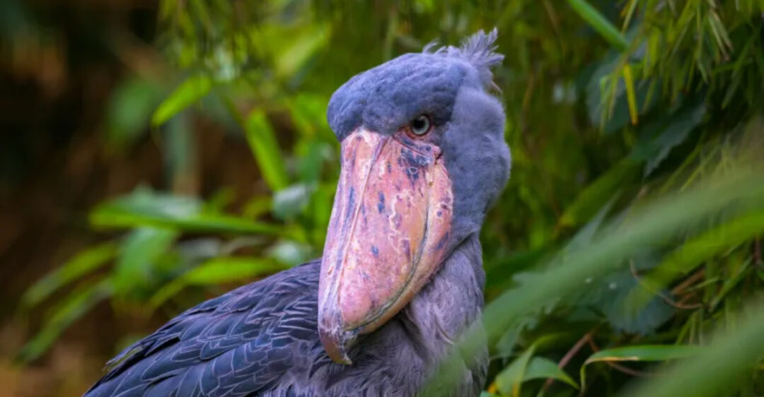 17 Rare Animals So Unique You Won’t Believe They’re Real