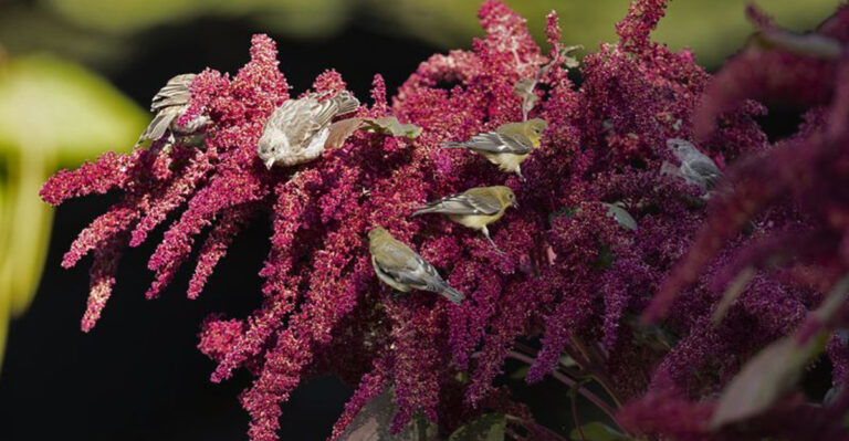 17 Seeds Your Garden Needs For A Non-Stop Bird Show